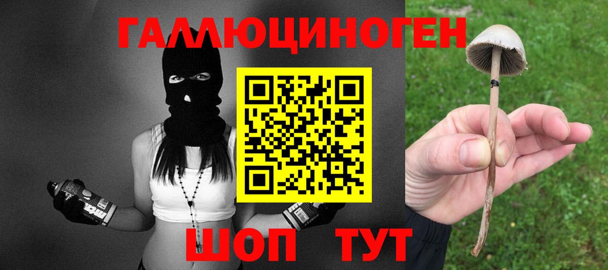Галлюциногенные грибы Psilocybe Городец