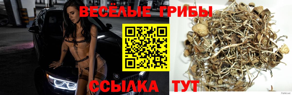 Псилоцибиновые грибы MAGIC MUSHROOMS  Вход с VPN  Городец 